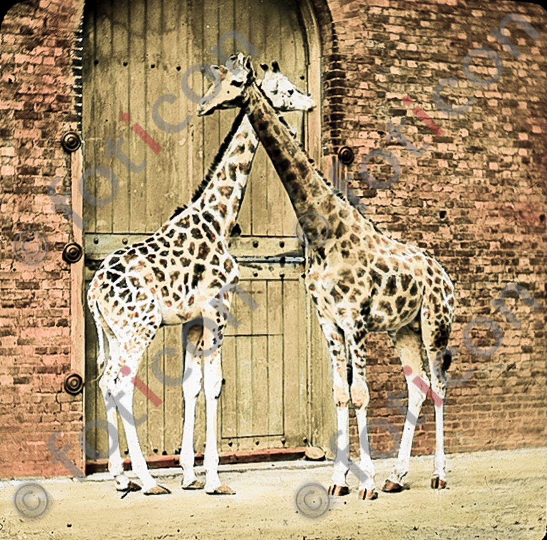 Giraffen | Giraffes - Foto foticon-simon-167-038.jpg | foticon.de - Bilddatenbank für Motive aus Geschichte und Kultur